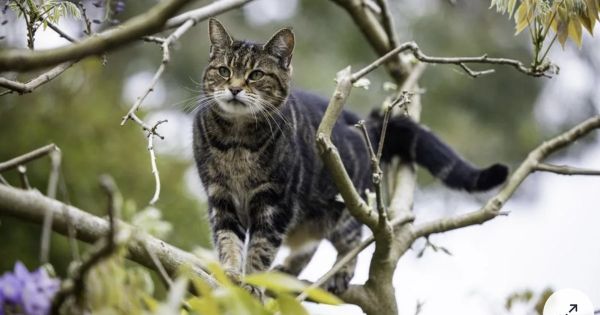 Un chat détecte la grossesse de sa maîtresse puis son cancer des années plus tard