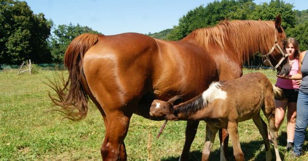 Jura. Une jeune pouliche orpheline a retrouvé une nouvelle maman grâce aux réseaux sociaux