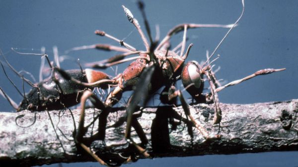 Ces fossiles vieux de 99 millions d'années sont les plus anciens exemples d'infection « zombie »