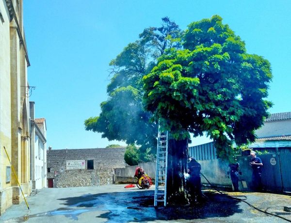 L'abattage d'un arbre de la fin du XIXe siècle, à cause d'un mégot, suscite l'émoi dans ce village de Dordogne