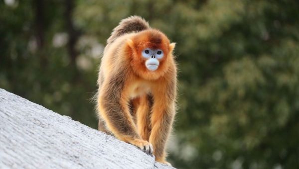 Des nouveaux voisins pour les singes dorés de Beauval ?