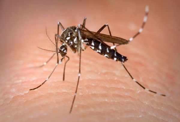 Le chikungunya circule à un niveau jamais vu dans l'Hexagone aussi tôt dans l'année