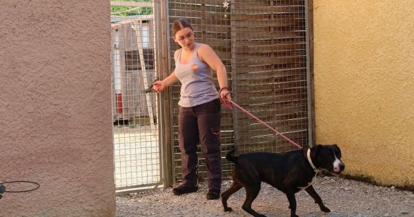 Beaurepaire-en-Bresse. Animaux abandonnés : la SPA prend soin de ses pensionnaires