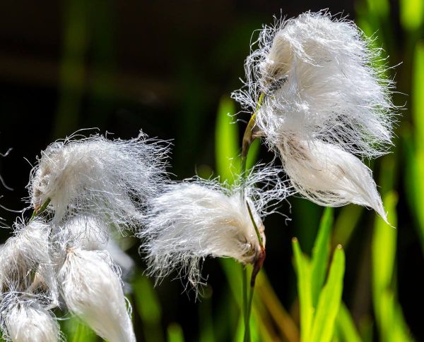Linaigrette : plantation et entretien du jonc à coton