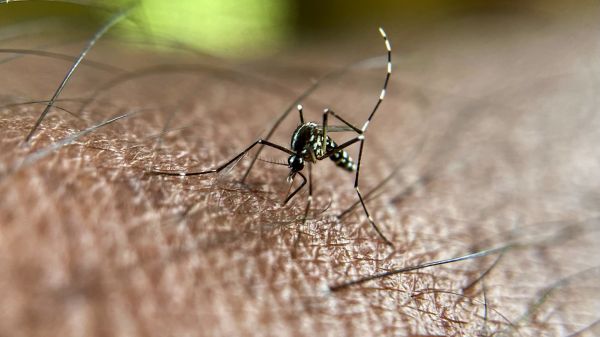 Moustique-tigre: voici comment s'en protéger efficacement cet été