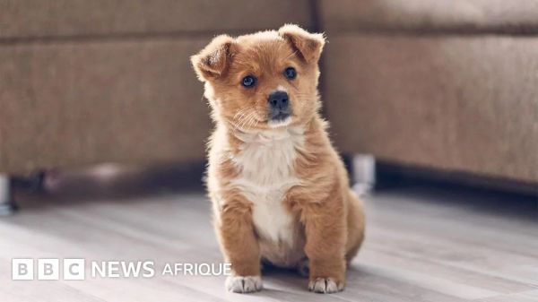 Comment vos animaux de compagnie modifient votre système immunitaire