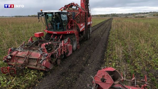 Agriculture : pourquoi la loi Duplomb cristallise-t-elle autant les tensions ? | TF1 INFO