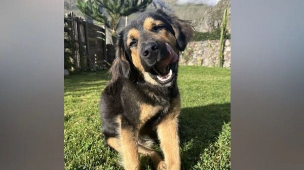 Elle rencontre un chien errant lors de ses vacances et l'adopte pour lui offrir une vie meilleure