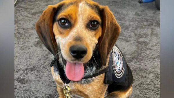 Un chien des douanes détecte des produits interdits et se fait frapper par le passager