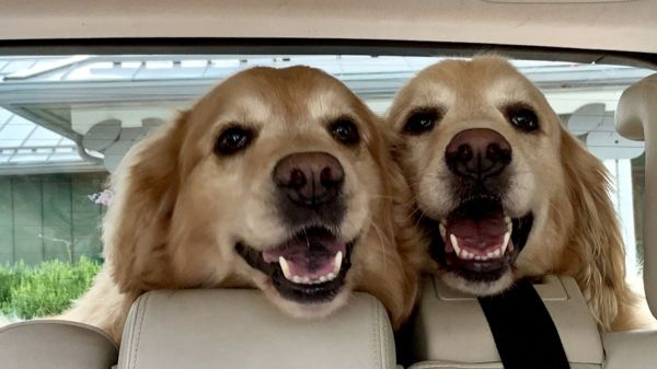 Il tue ses 4 chiens en les enfermant dans sa voiture, quelques années après avoir fait la même chose avec les 2 précédents