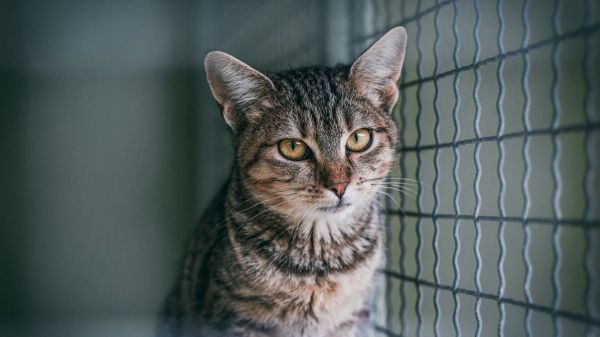 « Tu n'abandonnes jamais » : la SPA a dévoilé sa nouvelle campagne émouvante contre l'abandon des animaux cet été