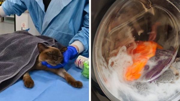 Elle met en marche sa machine à laver avec son chat à l'intérieur et s'en rend compte... une heure plus tard