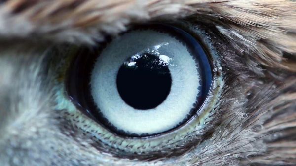 Quel est l'animal doté de la meilleure vision au monde ?