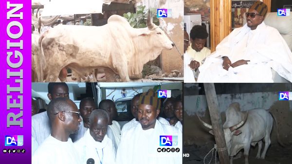 GUÉDÉ 2025 — Cheikh Bass reçoit les bœufs convoyés par Serigne Sidy Abdou Lahad dans le cadre du magal de Serigne Abdou Khadre