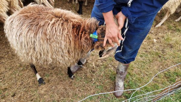 « On fait tout ce qu'on peut et tout ce qu'on nous demande » : les colliers anti-loup testés par des éleveurs sur le col du Soulor