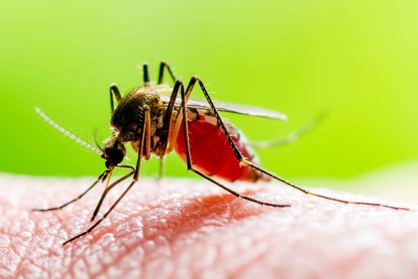 Ni spray, ni prise anti-moustique : voici la meilleure astuce maison pour les éloigner une bonne fois pour toutes