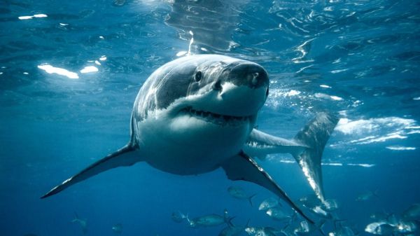Un requin attaque un ado de 16 ans et l'entraîne sous l'eau devant les autres baigneurs