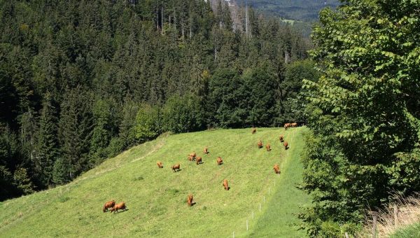 Un foyer de dermatose nodulaire contagieuse confirmé dans un élevage bovin de Savoie