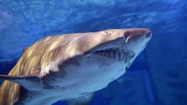 États-Unis : il sauve une fillette d'une attaque de requin mais risque l'expulsion