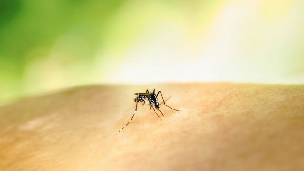 La Chine a dévoilé son nouveau drone espion de la taille d'un moustique, confirmant son avance dans le domaine