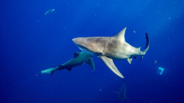 À New York, une baigneuse a « très probablement » été mordue par un requin selon les experts