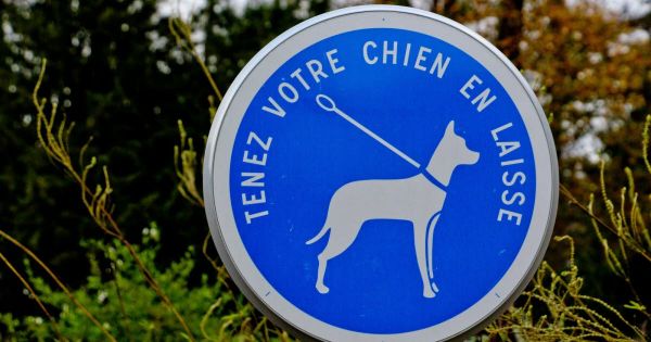 Lorraine. Un bébé bouledogue déchiqueté par deux chiens sous les yeux de sa propriétaire