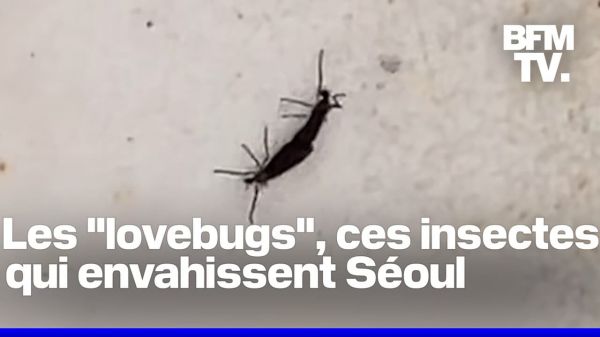 Séoul est envahie d'insectes volants surnommés "lovebugs"
