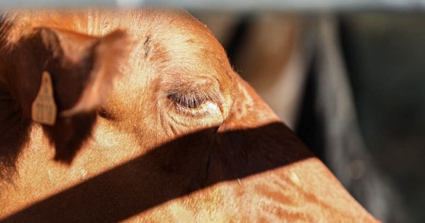 Savoie. Un premier foyer de dermatose nodulaire contagieuse découvert dans un élevage de bovins