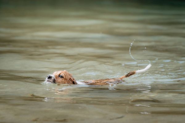 Le Jack Russel était en train de se noyer dans la rivière: deux jeunes filles se jettent à l'eau pour le sauver