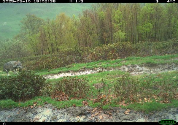 Depuis 2018, un loup solitaire s'est installé en Béarn « sur un territoire aussi vaste que celui d'une meute »