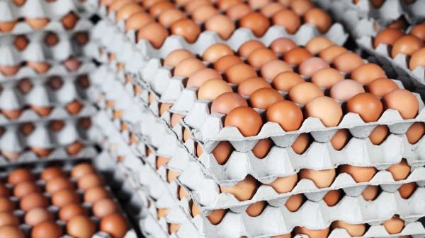 Algérie : les œufs, de la flambée à la surabondance et à l'export