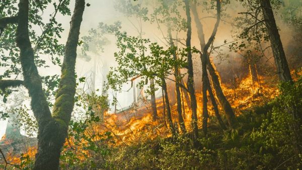 CARTE Alerte canicule : le risque d'incendie a augmenté ces derniers jours en Occitanie, on fait le point département par département