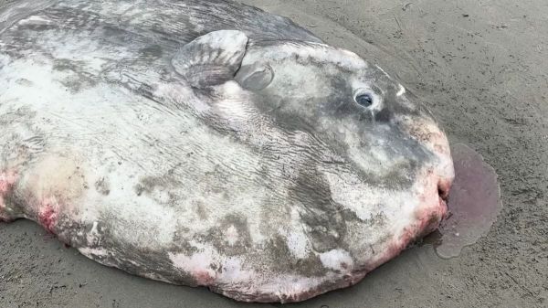 Une gigantesque créature marine s'échoue sur une plage, la vidéo est impressionnante