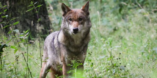 Régulation des prédateurs: Un loup a été abattu dans le Haut-Valais