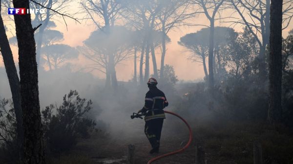 Canicule : quels sont les départements les plus exposés aux feux de forêt ? | TF1 INFO