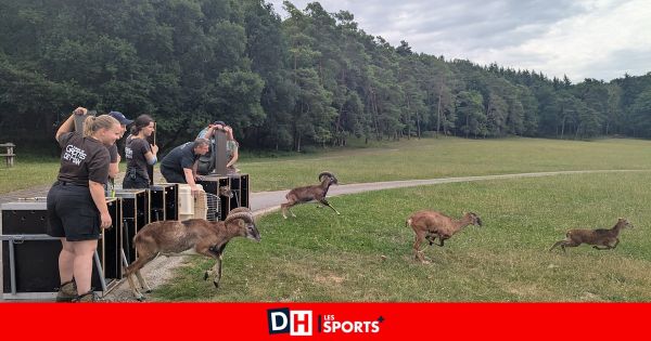 Gesves : Sept mouflons sauvés ont été relâchés au Domaine des Grottes de Han