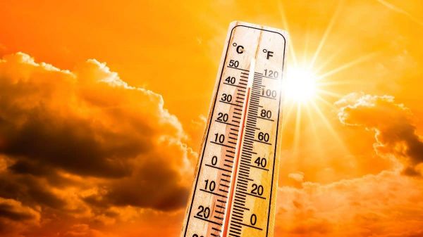 Cette astuce de génie pour sauver les légumes de votre potager pendant la canicule