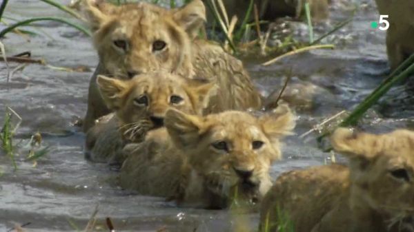 De l'utilité d'un lion pour une lionne qui élève seule ses lionceaux