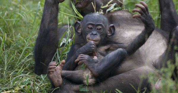 Les bonobos sont plus optimistes grâce au rire
