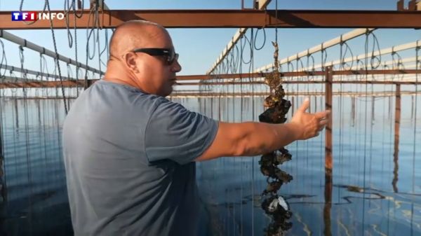 "Elles sont en train de mourir" : dans l'Hérault, les huîtres et moules de l'étang de Thau à l'épreuve d'une eau à 29°C | TF1 INFO