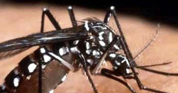 Santé. Moustique tigre : un cas de chikungunya signalé dans le Grand Est
