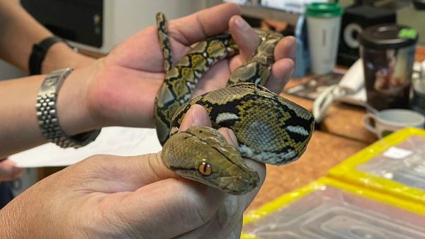 Le passager d'un avion arrêté à l'aéroport de Bombay avec seize serpents dans ses valises