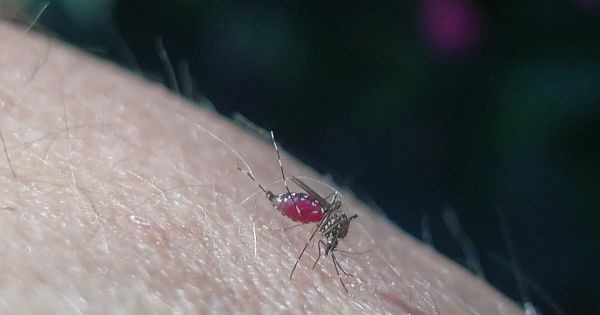 Santé. Un cas de chikungunya détecté du côté de Lipsheim et Fegersheim, près de Strasbourg