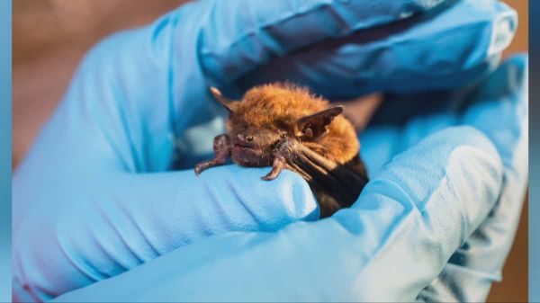 Des chauves-souris recherchées par le Zoo de Granby