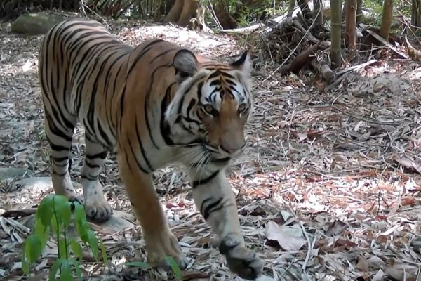 En Thaïlande, les cerfs lâchés dans la jungle servent de proie pour sauver les tigres