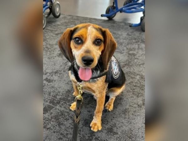 Etats-Unis : expulsion d'un passager égyptien qui a frappé un chien des douanes