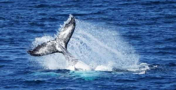 Observation des baleines : la nouvelle réglementation en vigueur dès le 1er juillet à La Réunion
