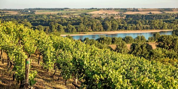 Vins blancs de Loire : notre sélection de l'été 2025