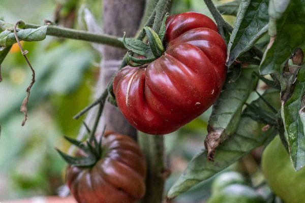 Tomate ‘Noire de Crimée’ : une saveur incomparable au potager