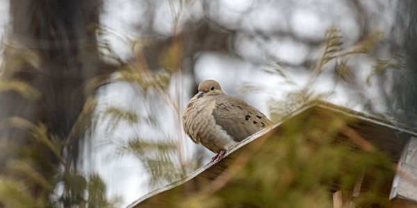 Utiliser de l'aluminium pour faire fuir les oiseaux du jardin : bonne ou mauvaise idée ?